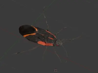 Box Elder Bug Low-poly 3D model