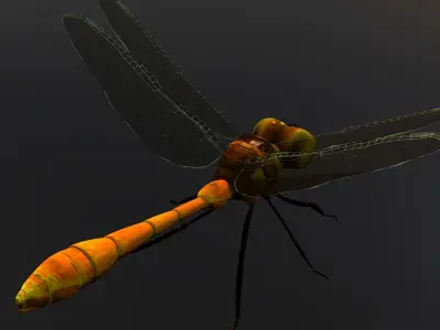 dragonfly cartoon rigged character  3D model