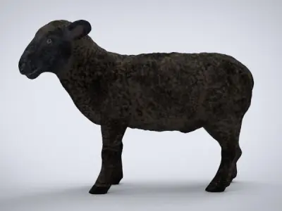 BLACK SHEEP Low-poly 3D model