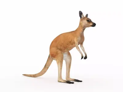 Kangaroo 1 3D model