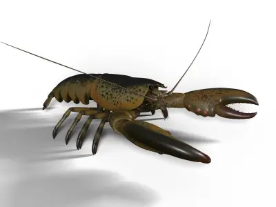 lobster crayfish 3D model