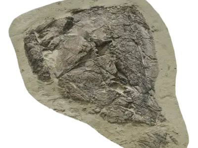  Large Low Cracked Beach Rock Model 