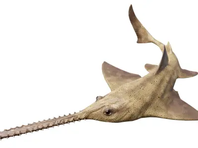 Onchopristis Asset Pack Low-poly 3D model