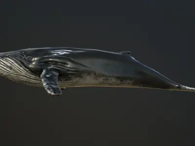 Humpback Whale Low-Poly PBR Low-poly 3D model