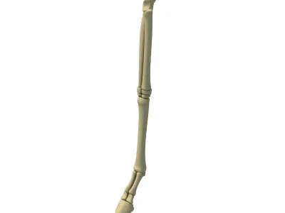 Animal Leg Femur Bones 2 3D model