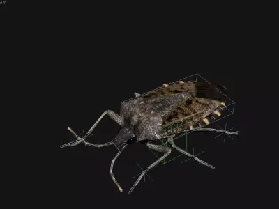 Brown marmorated stink bug Halyomorpha halys Low-poly 3D model