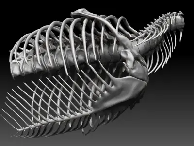 Dinosaur Tarbosaurus Bataar Rib and  Neck Set Skeletons 3D model