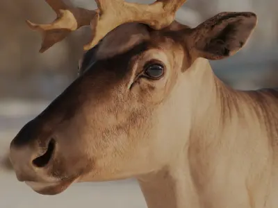 reindeer Zbrush 3D model