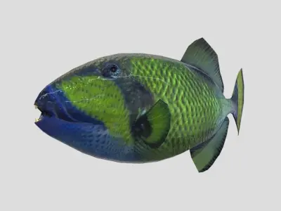 Titan Triggerfish Realistic Animated Low-poly 3D model