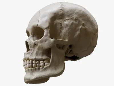Human Skull Explode Anatomy Atlas 3D model