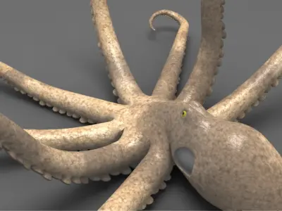 Octopus 3D model