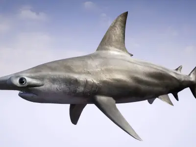 Hammerhead Shark with UE4 Support Low-poly 3D model