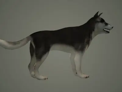 dog animal mammal husky siberian alaska cabin snow perro 3D model