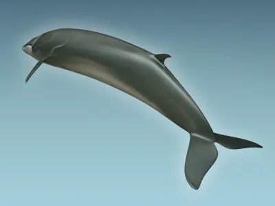 Whale 3D model
