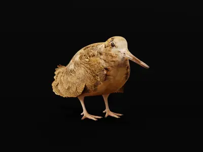 Woodcock Wading Bird Low-poly 3D model