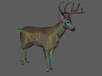 white tailed deer 3D model