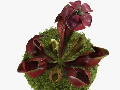 Sarracenia purpurea 3D model