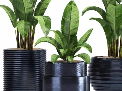 indoor plant set016 3D model