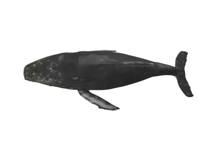 humpback whale  Low-poly 3D model