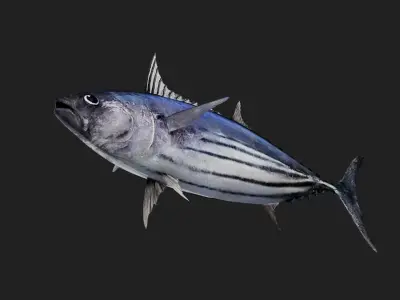 Bonito Low-poly 3D model