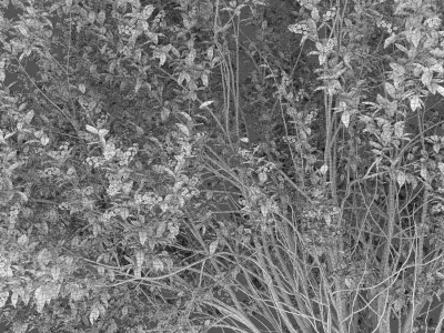 Prunus padus 02 H4m 3D model