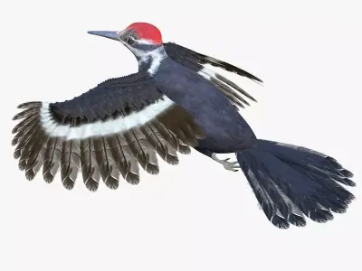 Woodpecker Bird 3d model Low-poly 3D model