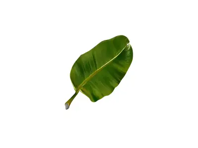 Banana Leaf 3D Model Low-poly 3D model