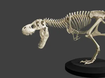 T-Rex Dinosaur Skeleton - Museum Display 3D model