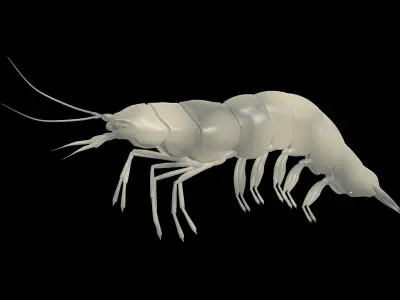 Fresh Water Shrimp 3D model