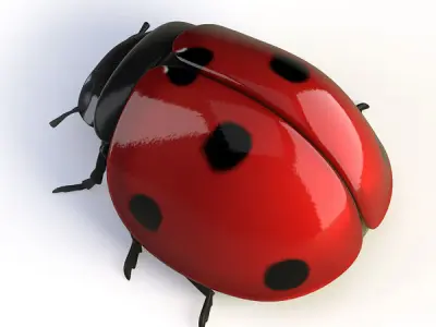 Ladybird ladybug 3D model