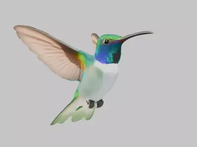 3D Model of a Hummingbird Low-poly 3D model