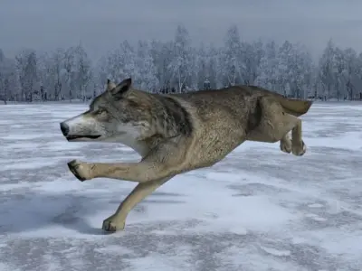 Gray Wolf Low-poly 3D model