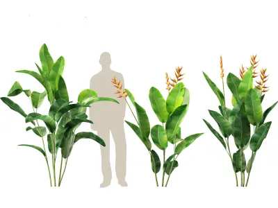 Heliconia metallica - Shining bird of paradise 3D model