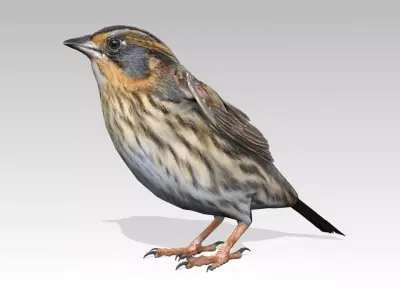 Saltmarsh Sparrow Low-poly 3D model