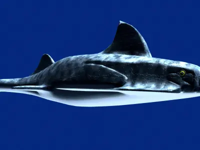 groenlandaspis shark Low-poly 3D model