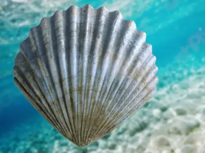 Scallop Seashell 3D model Free 3D model