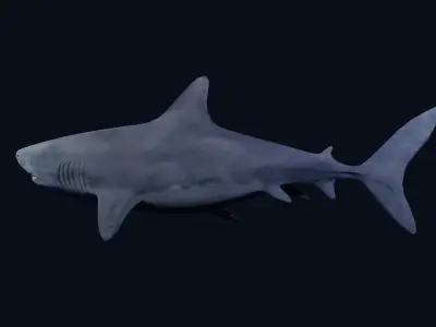 White Shark Low-poly 3D model