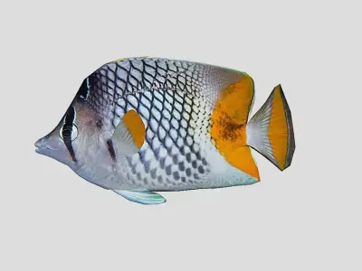 Pearlscale Butterflyfish Realistic Animated Low-poly 3D model