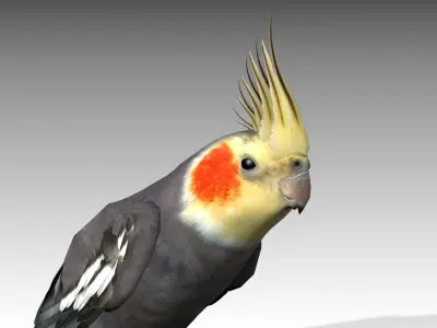 Cockatiel bird Low-poly 3D model