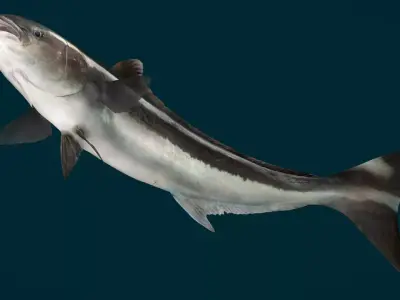 Cobia Fish Animated 3D model