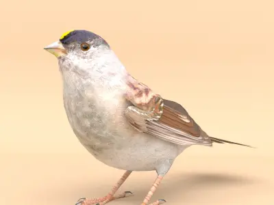 3D Bird Pack Golden Crowned Sparrow Male and Female Low-poly 3D model
