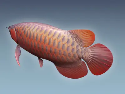 Arowana carp 3D model