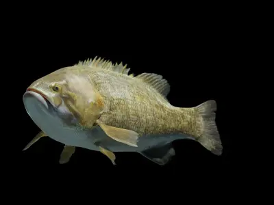 Smallmouth Bass Low-poly 3D model