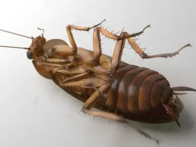 Cockroach rigged and animated for Cinema 4d 3D model