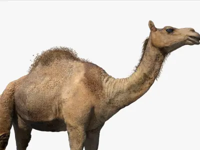 Camel Rigged No fur 3D 3D model