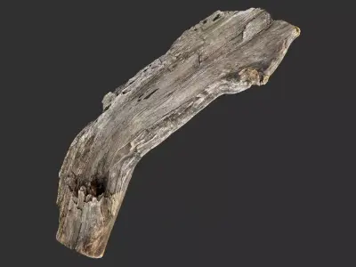 Tree trunk 3d scan 3D model