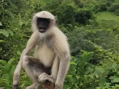 Realistic Langur Monkey 3D Model Low-poly 3D model