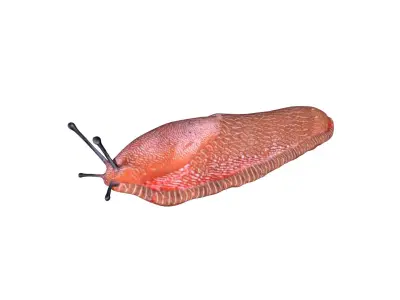 Slug Snail Low-poly 3D model