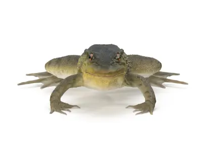 Swimming Northern Green Frog Rigged and Animated 3D model