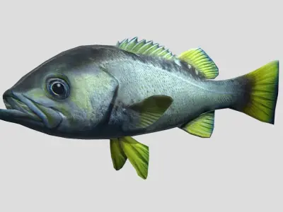 Rockfish Realistic Animated Low-poly 3D model